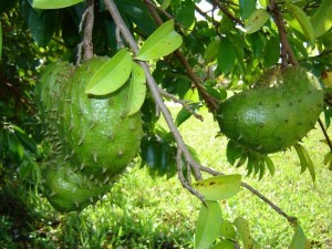 Graviola Review and Health Benefits
