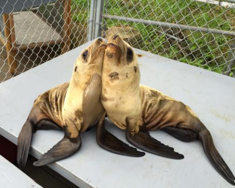 Baby Sea Lions'