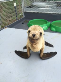 Rescued Baby Sea Lion