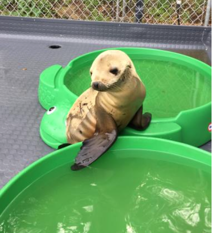 Baby Sea Lion'