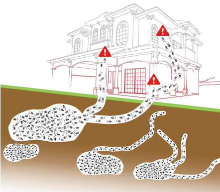 Rentokil-termite-control