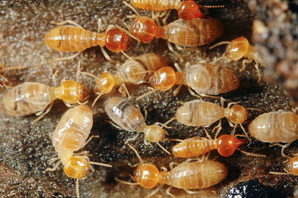 Subterranean Termite