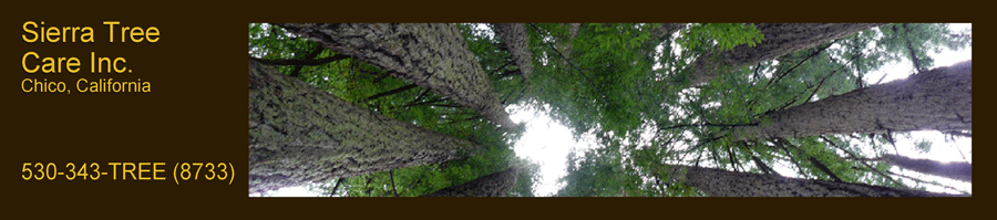 Sierra Tree Care'