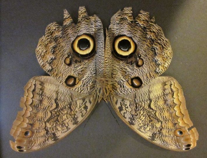 Owl Butterfly Eye Markings'