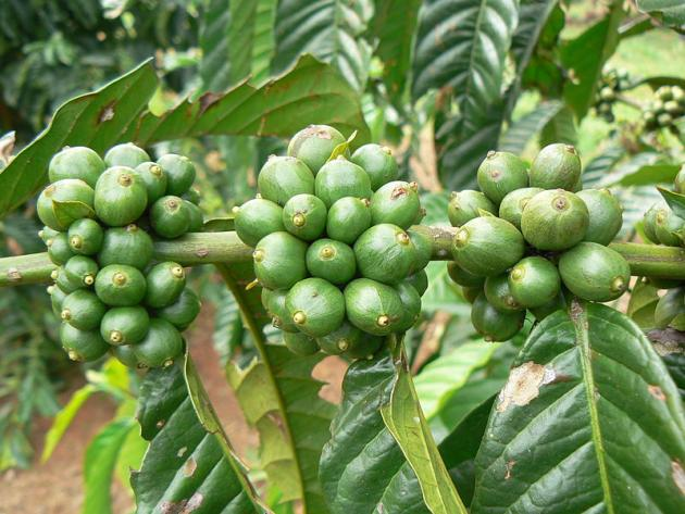 pure green coffee beans'
