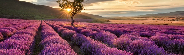 Home scenting with essential oil supports global agriculture