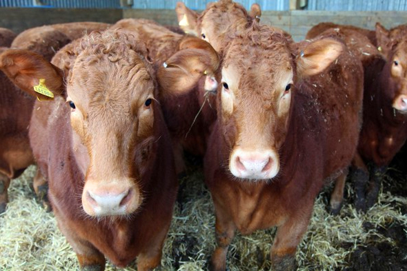 Delta World Charter DWC-LLC'