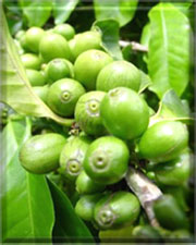 pure green coffee bean extract'