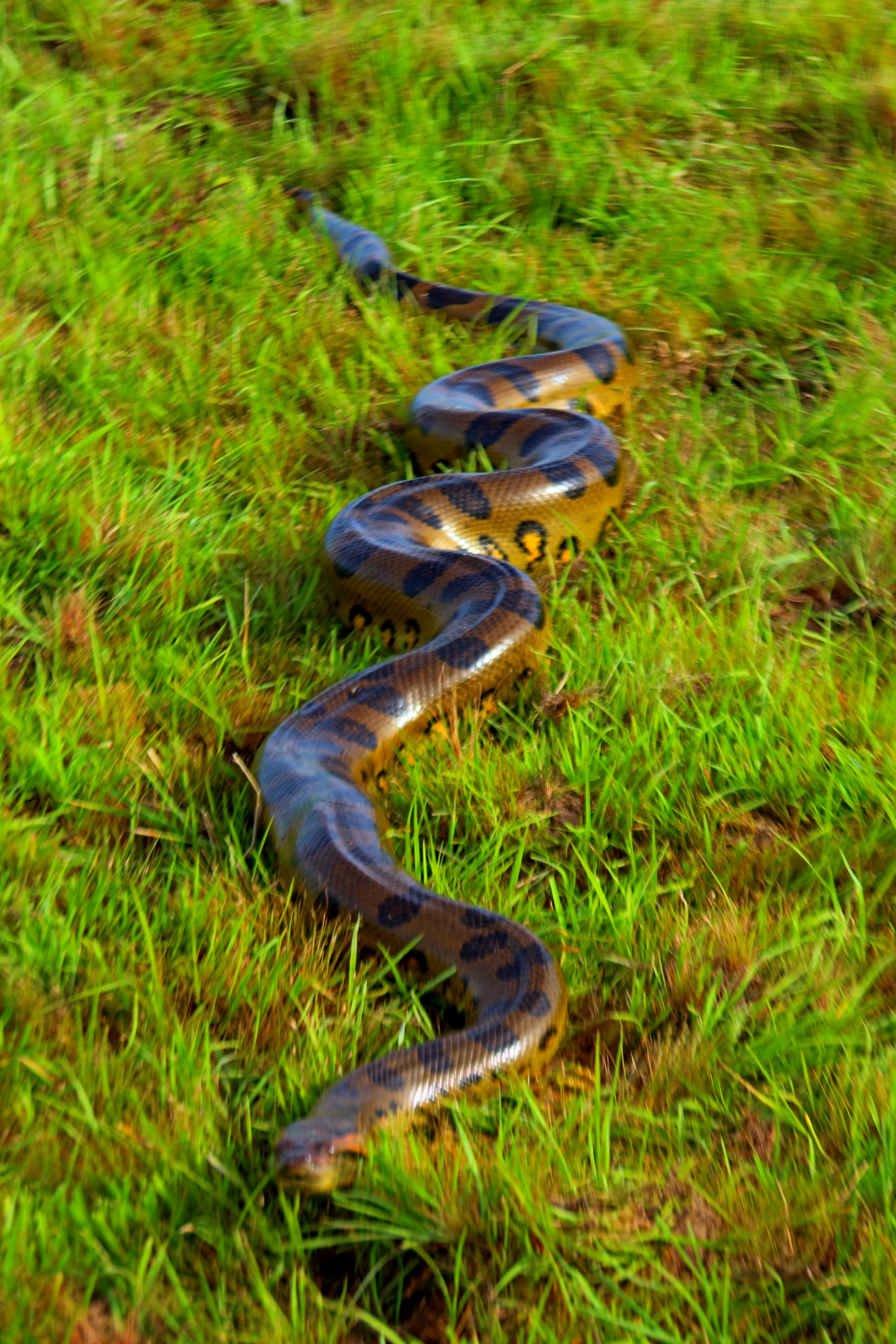 Colombian Dude Travel 3