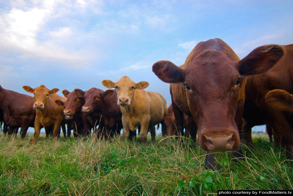 Grass Fed Cows Are Healthier'