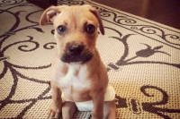 Oakley as a puppy