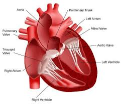 cardiovascular disease'