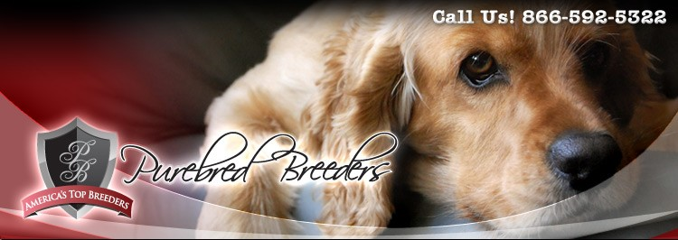 Purebred Breeders