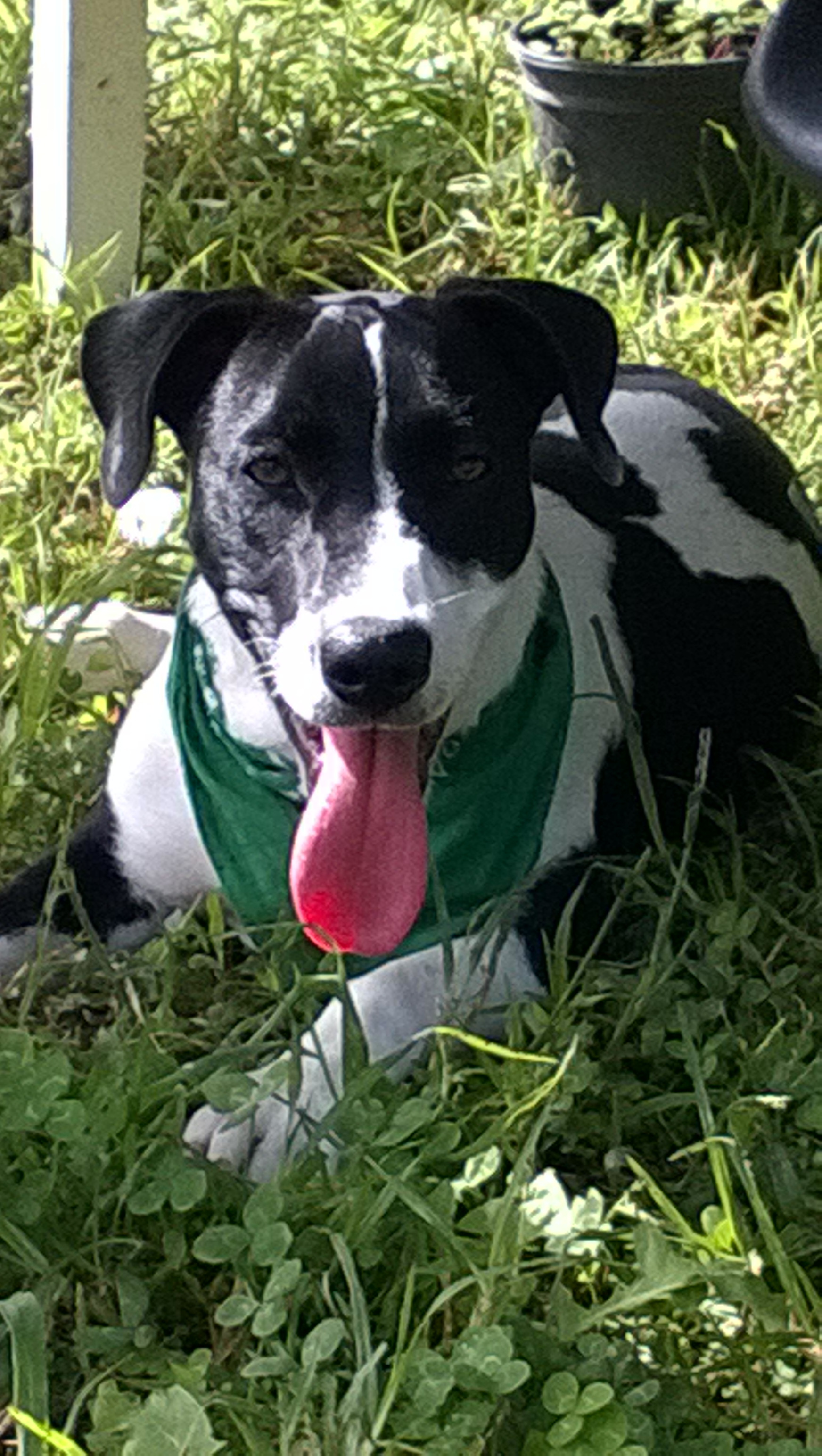 Snoopy, the Herbal Warrior, showing his shiny coat'