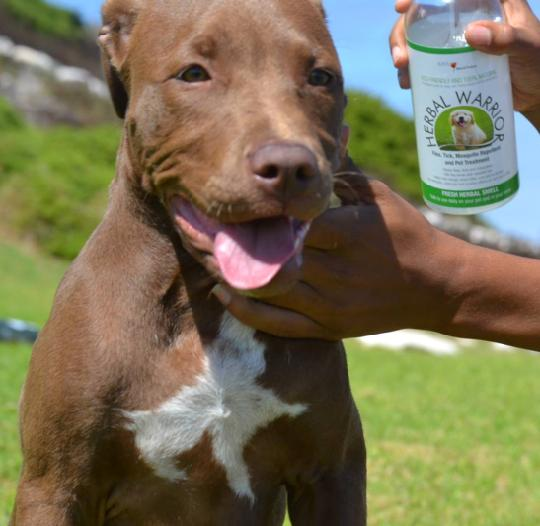 Cooling Spray and Insect Repellent'