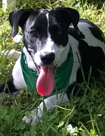 Snoopy, the Herbal Warrior, showing his shiny coat'