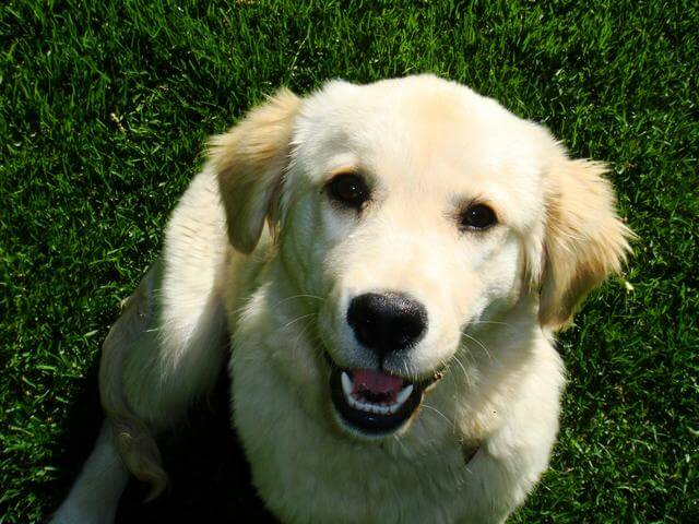 AZVets.com's 1800petmeds coupons'