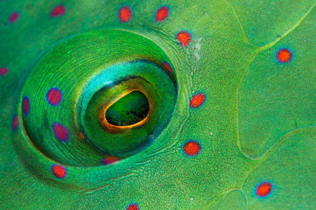 The Underwater Beauty