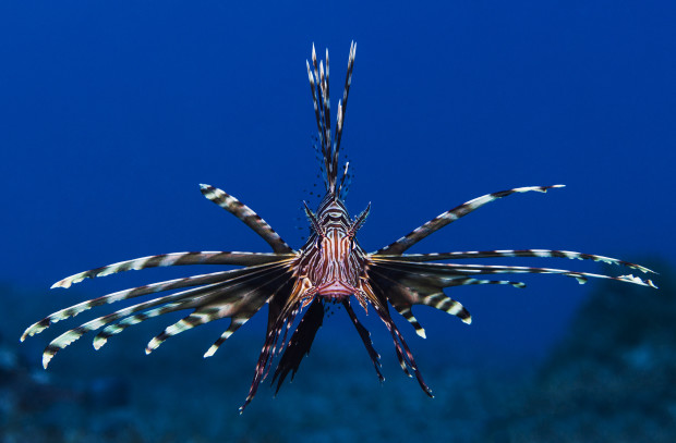 The Underwater Beauty