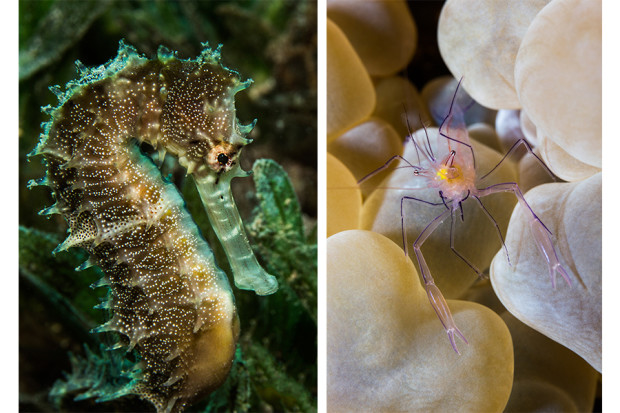 The Underwater Beauty