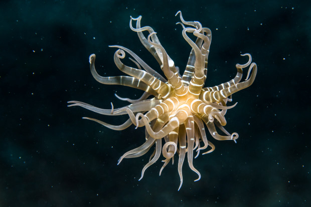 The Underwater Beauty