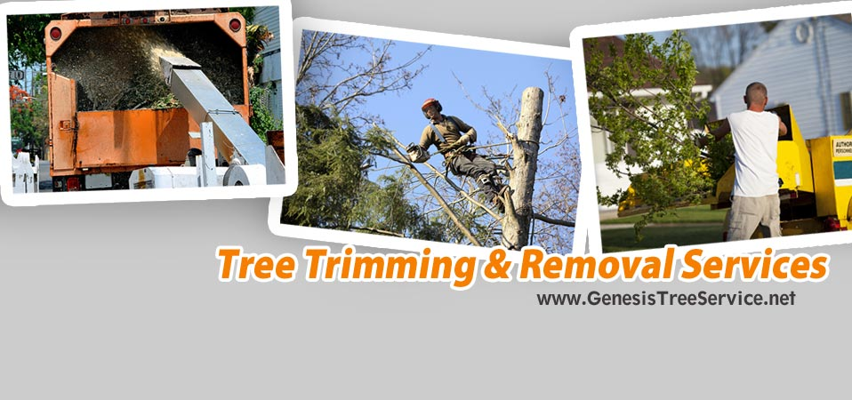 tree removal