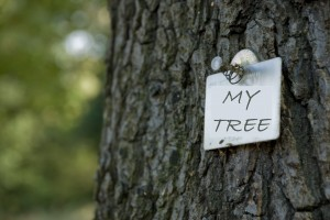 arborirst Woordbridge, VA'