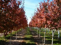 Red Oak Trees