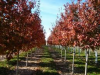 Red Oak Trees'