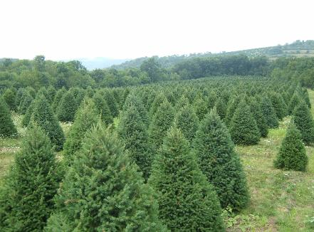 Canadian Hemlock Trees