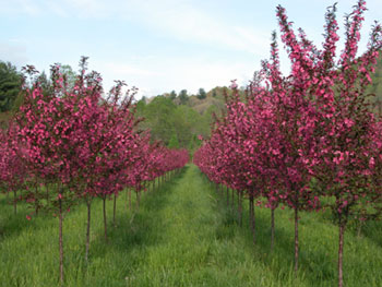 Pink Crab Apple