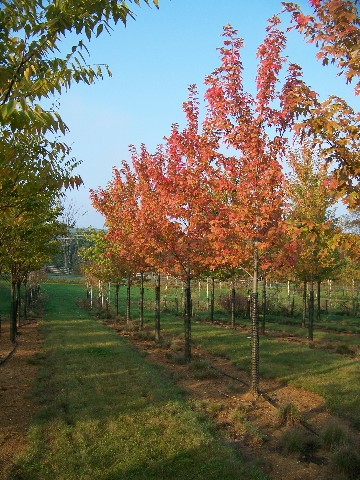 Maple Trees'