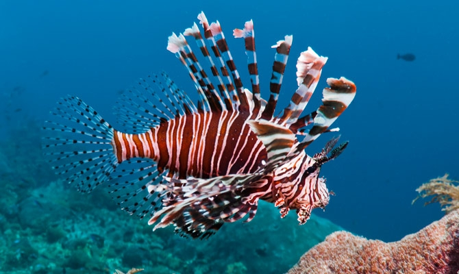Lionfish_Hunting_in_Playa_Del_Carmen.jpg