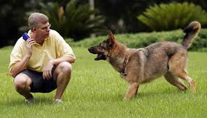 dog training