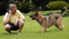 dog training'