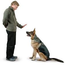 well-mannered dog