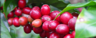 Pure Green Coffee Bean Extract'