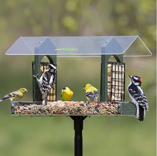 Facebook Fan Inspires New Name For Duncraft Bird Feeder