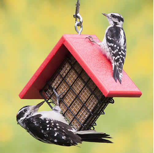 Sheltered Suet Shield Feeder'