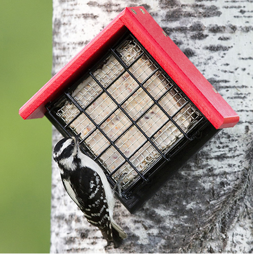 Sheltered Suet Shield Tree Mount Feeder'