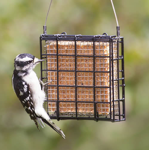 Suet Shield Blocker Feeder'