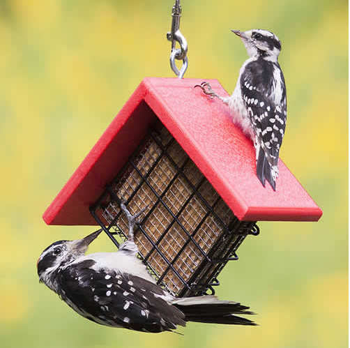 Sheltered Suet Shield Feeder