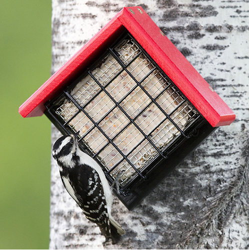 Sheltered Suet Shield Tree Mount Feeder