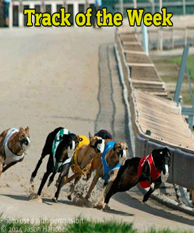 Greyhound race