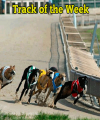 Greyhound race'
