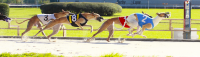 greyhound race winning moment