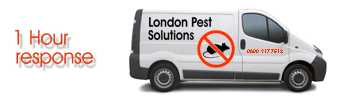 London Pest Solutions