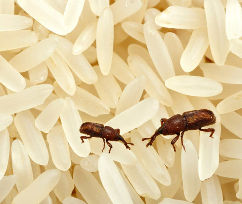 Stored Product Insects'