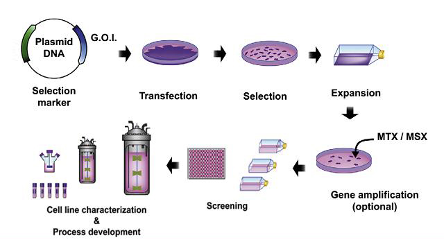 Stable Cell Line