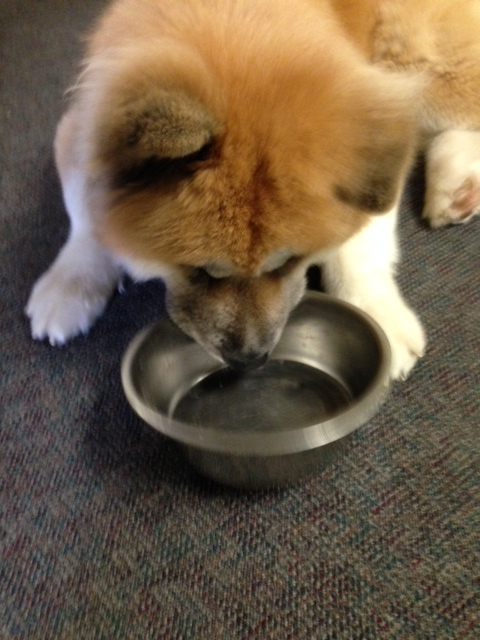 Yoshi Empty Bowl'